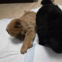 Red chow, a male Chow Chow for sale in Morristown, TN – Photo 2 of 10