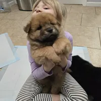 Red chow, a male Chow Chow for sale in Morristown, TN – Photo 8 of 10