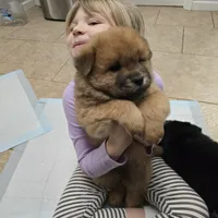 Red chow, a male Chow Chow for sale in Morristown, TN – Photo 7 of 10