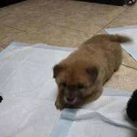 Red chow, a male Chow Chow for sale in Morristown, TN – Photo 3 of 10