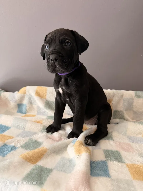 Rose – Cane Corso puppy for sale in Georgetown, DE