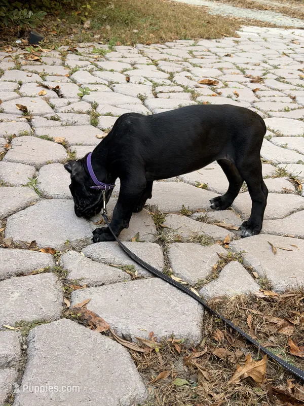 Rose – Cane Corso puppy for sale in Georgetown, DE