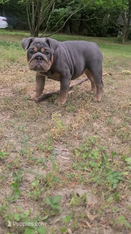 Luna – English Bulldog puppy for sale in Georgetown, DE