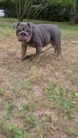 Luna, a female English Bulldog for sale in Georgetown, DE – 1 of 5