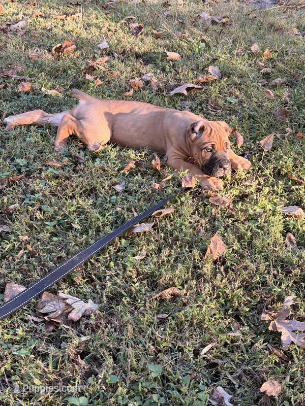 Lilly – Cane Corso puppy for sale in Georgetown, DE