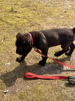 Jake, a male Cane Corso for sale in Georgetown, DE – Photo 3 of 4