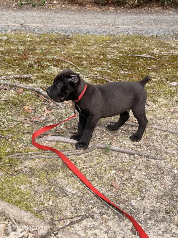 Jake – Cane Corso puppy for sale in Georgetown, DE