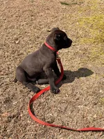 Jake, a male Cane Corso for sale in Georgetown, DE – Photo 4 of 4