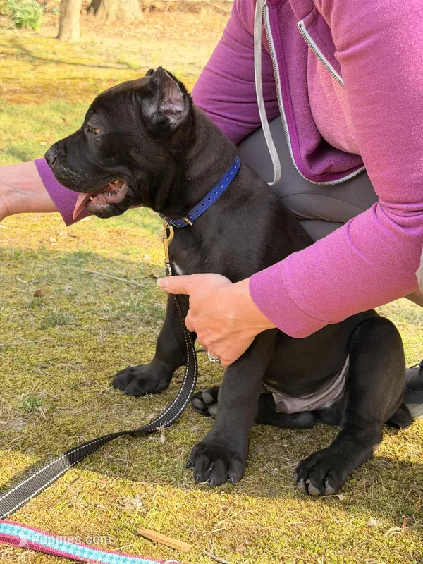 Jake – Cane Corso puppy for sale in Georgetown, DE