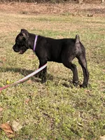 Penny, a female Cane Corso for sale in Georgetown, DE – Photo 4 of 4