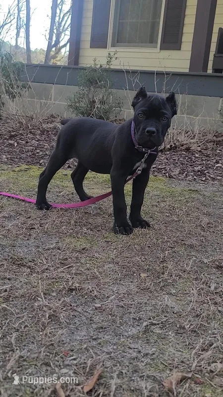 Penny – Cane Corso puppy for sale in Georgetown, DE