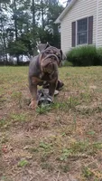 Luna, a female English Bulldog for sale in Georgetown, DE – 3 of 5