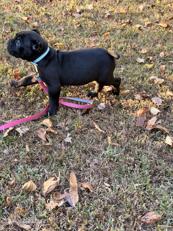 Ivy – Cane Corso puppy for sale in Georgetown, DE