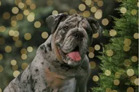 Bella, a female English Bulldog for sale in Georgetown, DE – 3 of 4