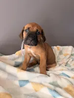 Lilly, a female Cane Corso for sale in Georgetown, DE – 1 of 3