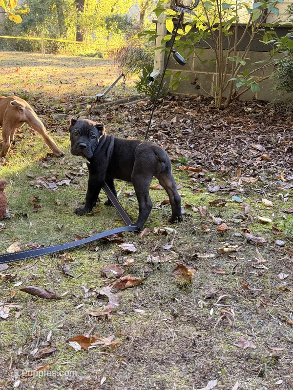Daisey – Cane Corso puppy for sale in Georgetown, DE