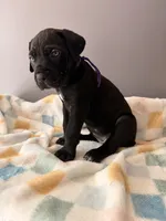 Rose, a female Cane Corso for sale in Georgetown, DE – 2 of 3