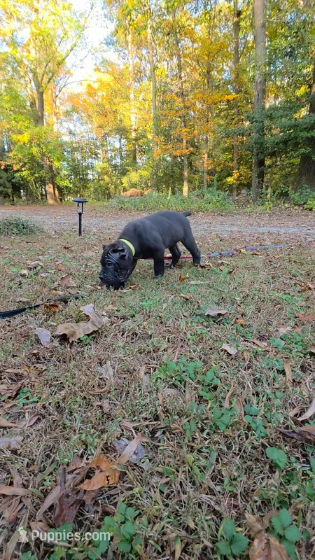 Daisey – Cane Corso puppy for sale in Georgetown, DE