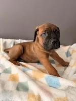 Jake, a male Cane Corso for sale in Georgetown, DE – 3 of 3