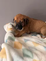 Lilly, a female Cane Corso for sale in Georgetown, DE – 2 of 3