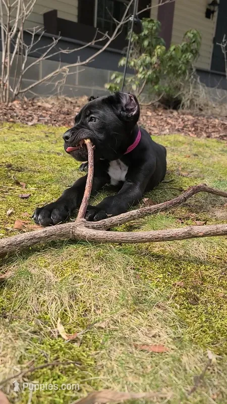 Sasha, a female Cane Corso for sale in Georgetown, DE – Photo 1 of 3