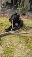Sasha, a female Cane Corso for sale in Georgetown, DE – Photo 1 of 3