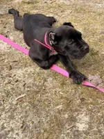 Sasha, a female Cane Corso for sale in Georgetown, DE – Photo 3 of 3