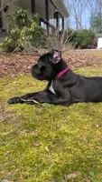 Sasha, a female Cane Corso for sale in Georgetown, DE – Photo 2 of 3