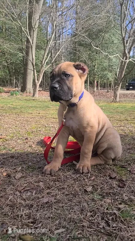 Teddy – Cane Corso puppy for sale in Georgetown, DE