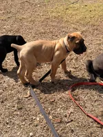 Teddy, a male Cane Corso for sale in Georgetown, DE – Photo 3 of 3