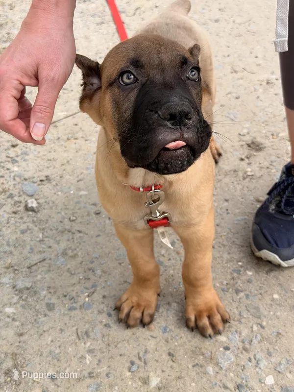 Teddy – Cane Corso puppy for sale in Georgetown, DE