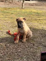Teddy, a male Cane Corso for sale in Georgetown, DE – Photo 2 of 3