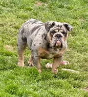 Bella, a female English Bulldog for sale in Georgetown, DE – 4 of 4