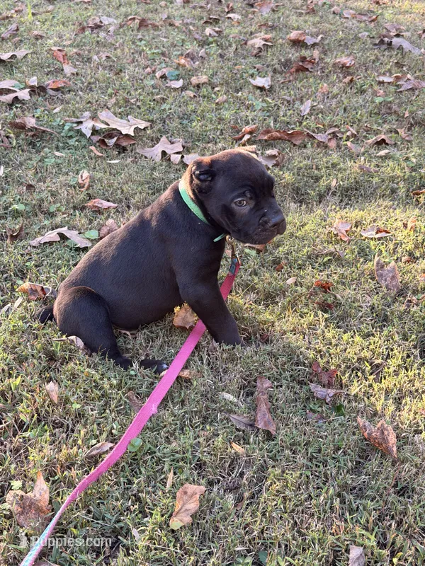 Willow – Cane Corso puppy for sale in Georgetown, DE
