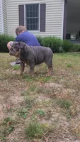 Luna, a female English Bulldog for sale in Georgetown, DE – 4 of 5