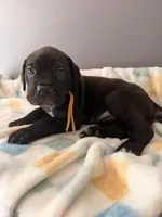 Daisey, a female Cane Corso for sale in Georgetown, DE – 2 of 2