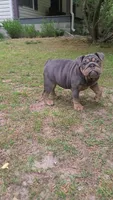 Luna, a female English Bulldog for sale in Georgetown, DE – 5 of 5