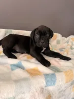 Ivy, a female Cane Corso for sale in Georgetown, DE – 2 of 3