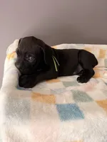 Willow, a female Cane Corso for sale in Georgetown, DE – 3 of 3