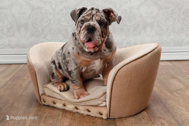Bella – English Bulldog puppy for sale in Georgetown, DE