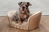 Bella, a female English Bulldog for sale in Georgetown, DE – 1 of 4