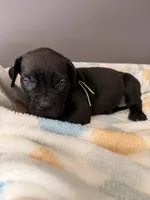 Willow, a female Cane Corso for sale in Georgetown, DE – 2 of 3