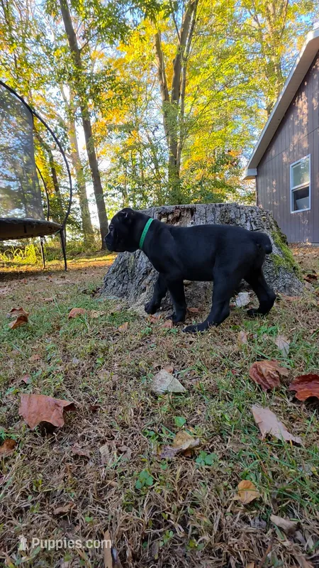 Willow – Cane Corso puppy for sale in Georgetown, DE