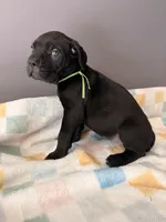 Willow, a female Cane Corso for sale in Georgetown, DE – 1 of 3