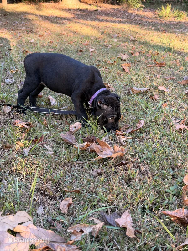Rose – Cane Corso puppy for sale in Georgetown, DE
