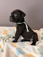 Ivy, a female Cane Corso for sale in Georgetown, DE – 1 of 3