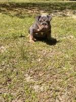 Luna, a female English Bulldog for sale in Georgetown, DE – Photo 5 of 5