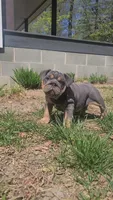 Luna, a female English Bulldog for sale in Georgetown, DE – Photo 4 of 6
