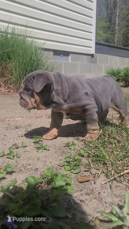 Luna, a female English Bulldog for sale in Georgetown, DE – Photo 1 of 6