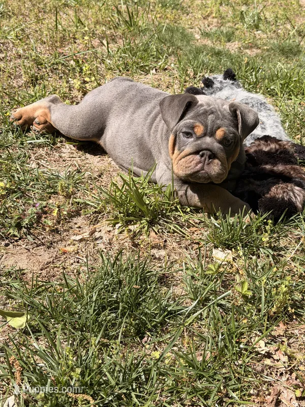 Luna – English Bulldog puppy for sale in Georgetown, DE